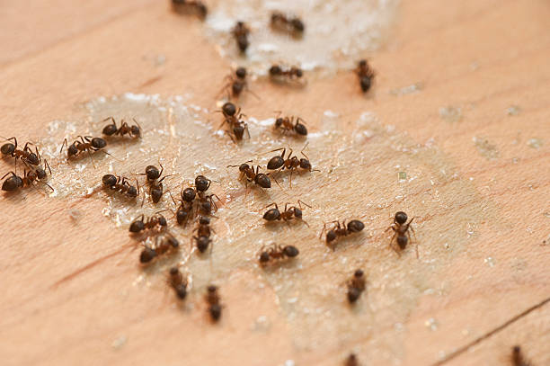 Best Emergency Pest Control  in Ingram, PA